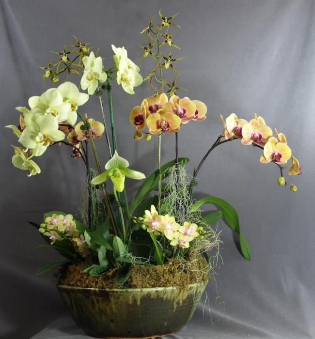 orchid care and reproduction