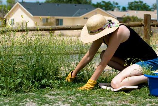 how to remove sow thistle from the garden