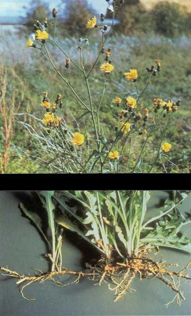 how to get rid of sow thistle in the garden