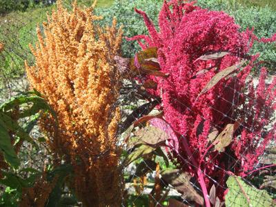 amaranth care