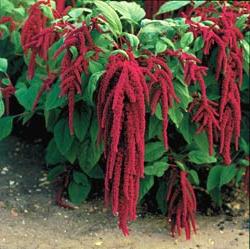 amaranth planting and care