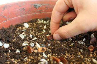 как вырастить бонсай из семян