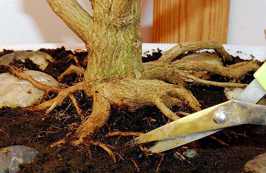 как вырастить дерево бонсай дома
