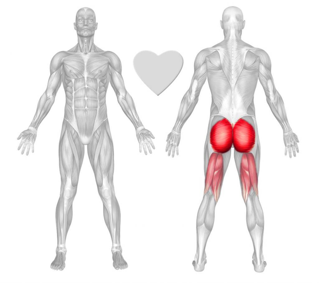 ягодичные мышцы