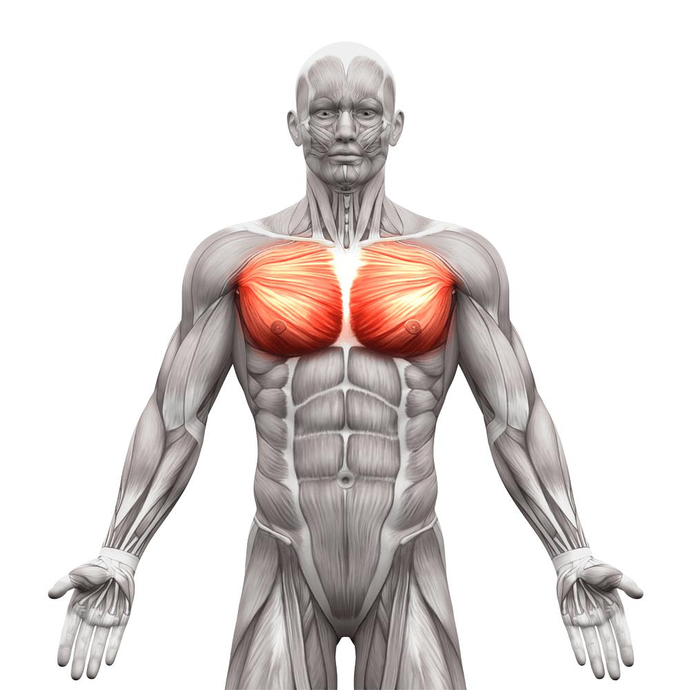 как называются мышцы на груди у мужчин фото 15