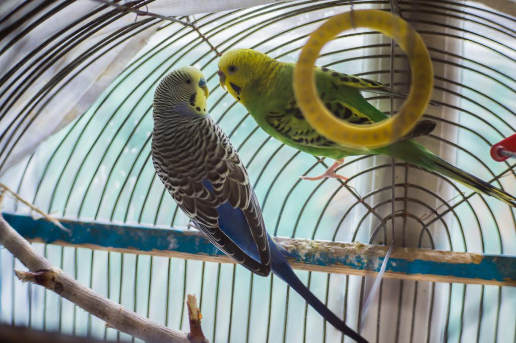 cage parrots