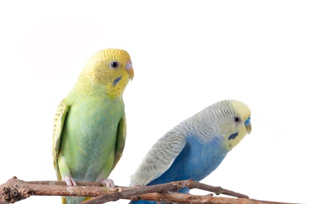 пара попугаев