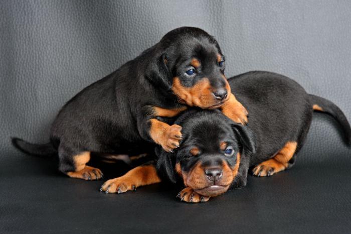 miniature pinscher about breed