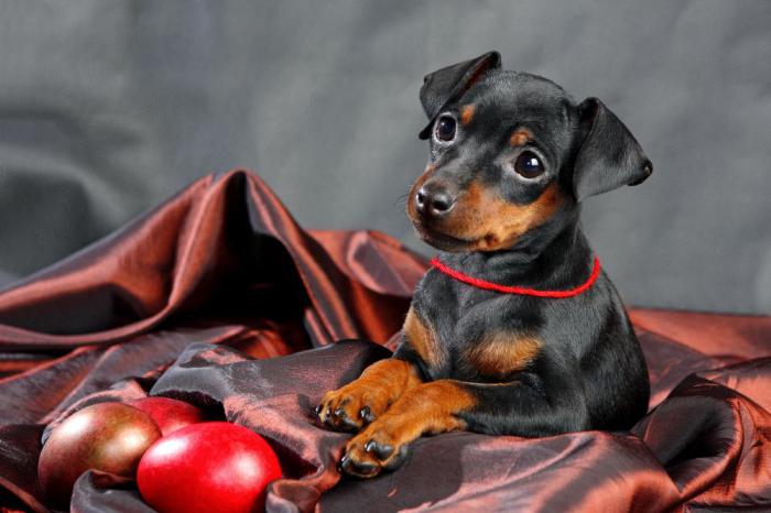 miniature pinscher breed description