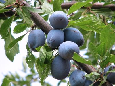 plum diseases and their control