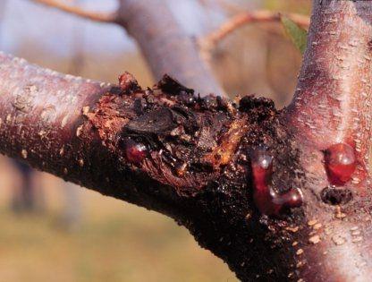 plum disease control,