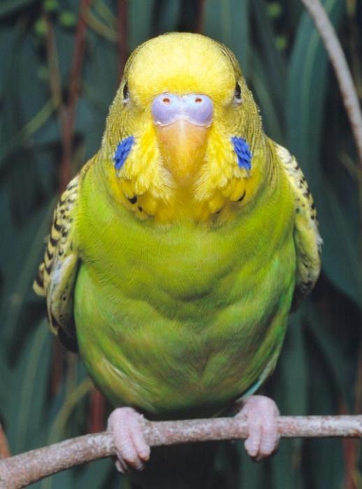 Волнистый попугай 1 месяц фото