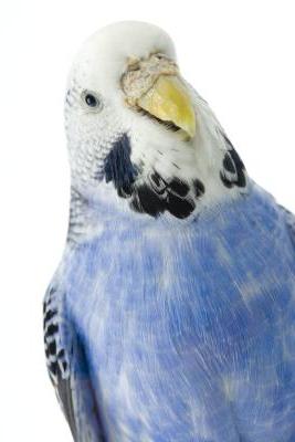 Budgerigar, female.