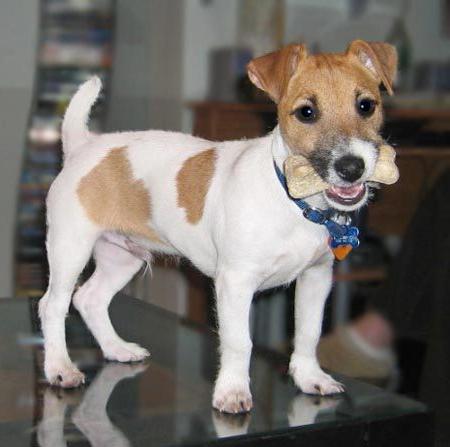 reviews jack russell terrier