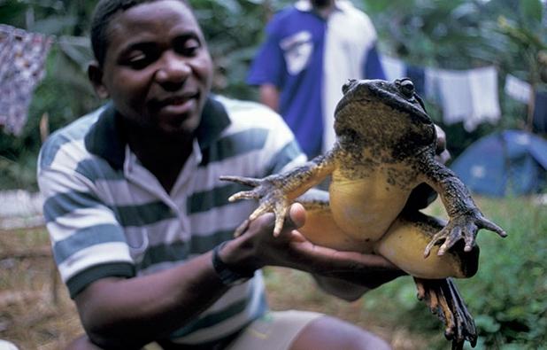 the largest frog in the world