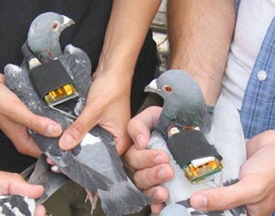 use of pigeons