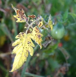 why seedlings turn yellow