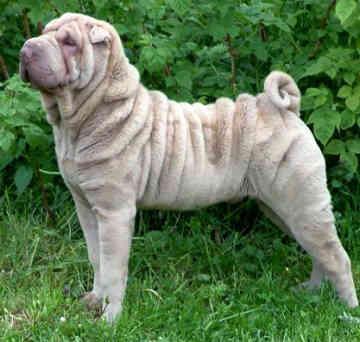 sharpei dogs