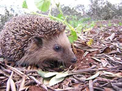 what does hedgehog eat