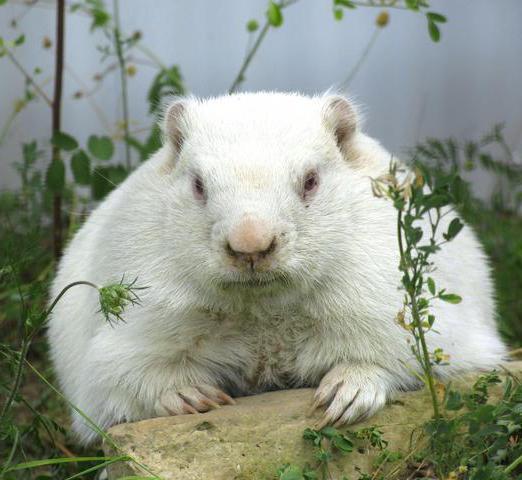 February 2 Groundhog Day