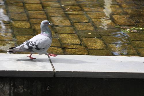 pigeon chick