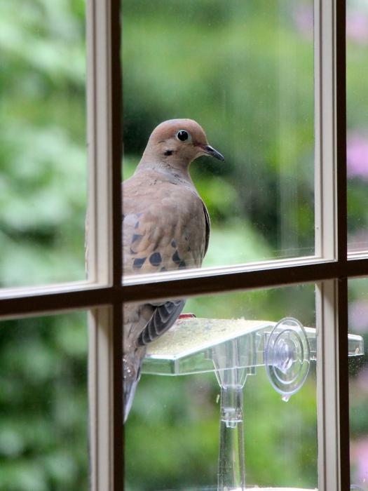 pigeon knocks on the window