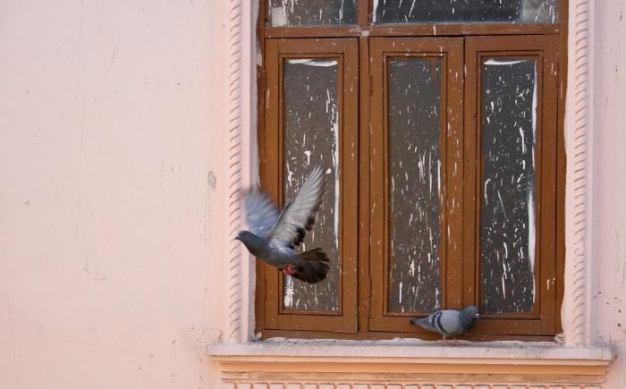 голубь прилетел на окно
