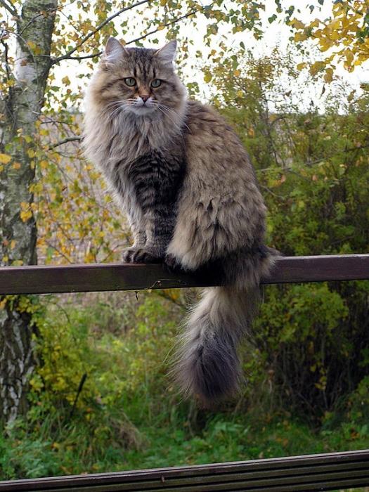 Siberian cat character