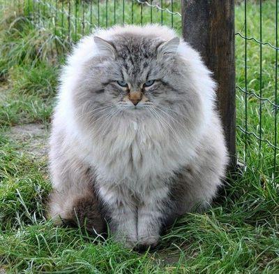 Siberian cat breed