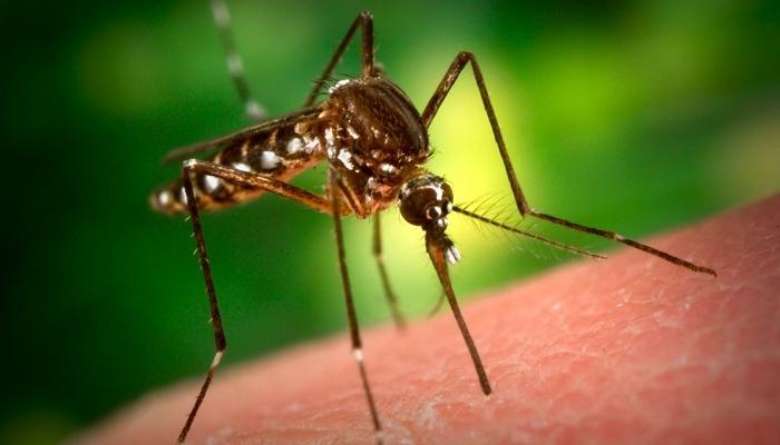 аллергия на укусы комаров