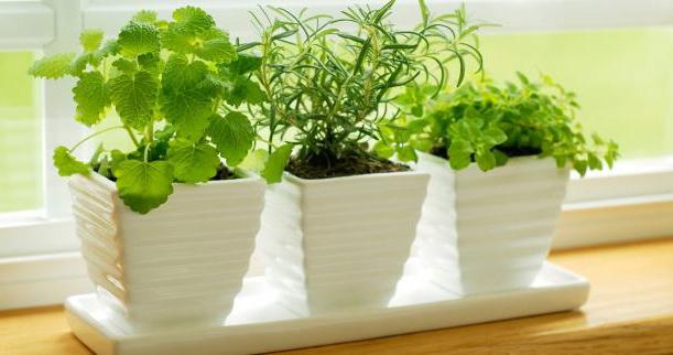 как пересаживать комнатные растения
