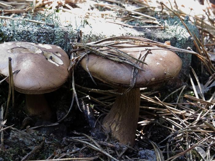 boletus mushroom