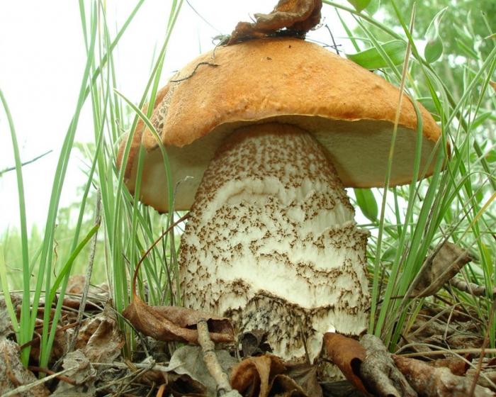 false boletus