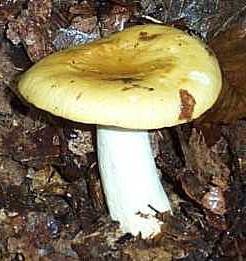 грибы колосовики