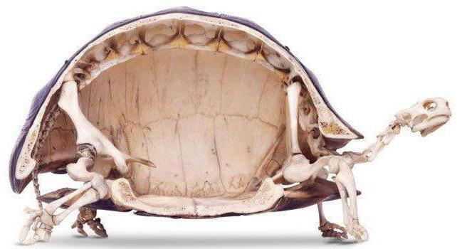 скелет черепахи внутренний или наружный