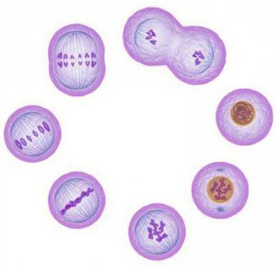 в результате митоза из одной клетки образуются