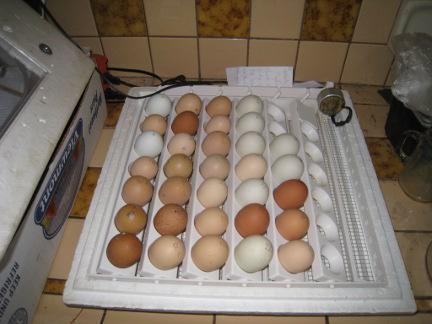 температура инкубации утиных яиц