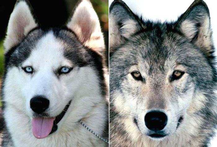 Хаски и волк фото