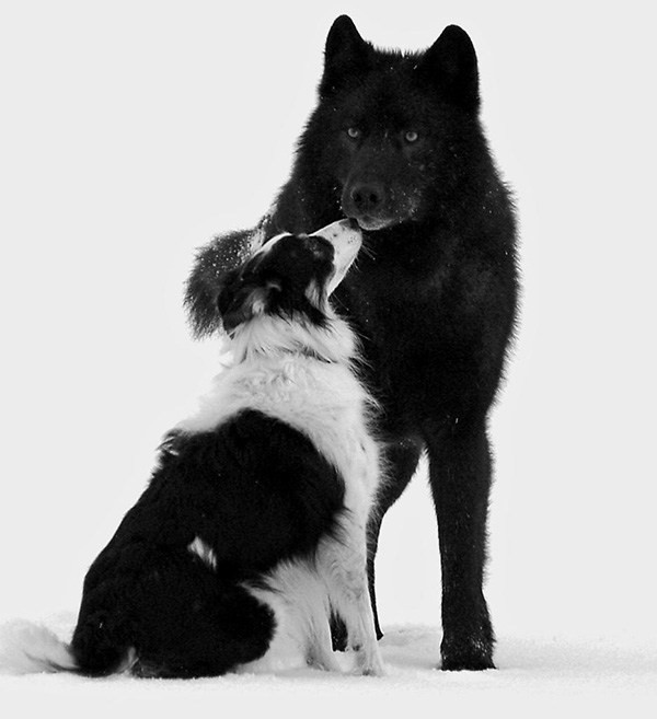 как отличить волка от собаки фото