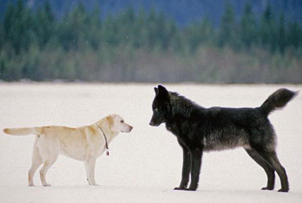 как отличить волка от собаки в лесу