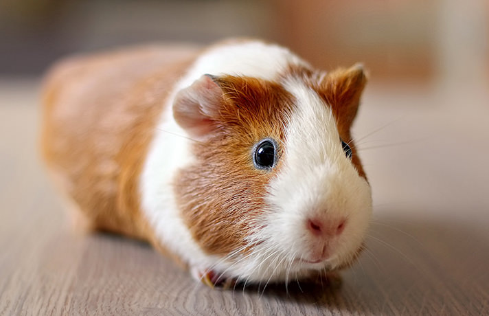 Guinea pig diseases and their treatment