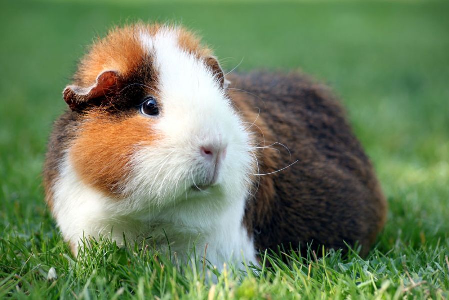 guinea pig what diseases