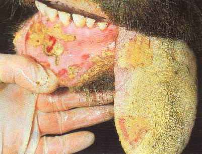 Foot and mouth disease in animals