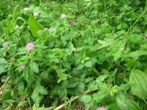 Useful properties of clover