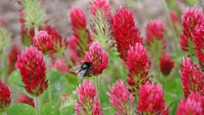 Useful properties of red clover