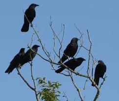 where do crows live