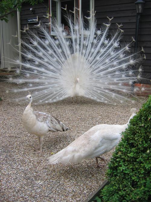 photo white peacock