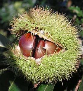 how to grow chestnut