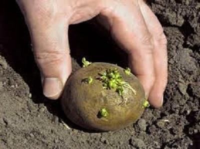 как выращивать картофель