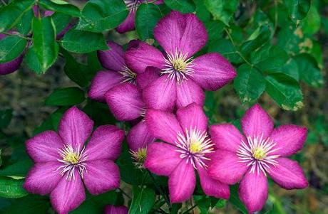 clematis cuttings